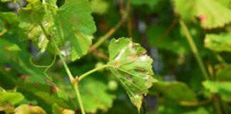 Mildiu en la viña