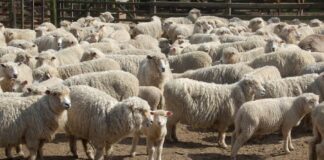 ASAJA exige medidas urgentes para paliar los graves daños de la lengua azul