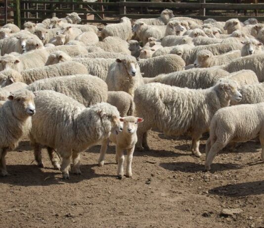ASAJA exige medidas urgentes para paliar los graves daños de la lengua azul
