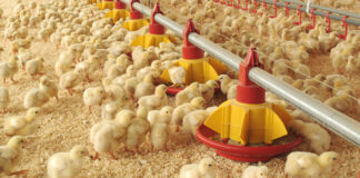 Las seis noticias agrarias de la semana – 14/08/2025