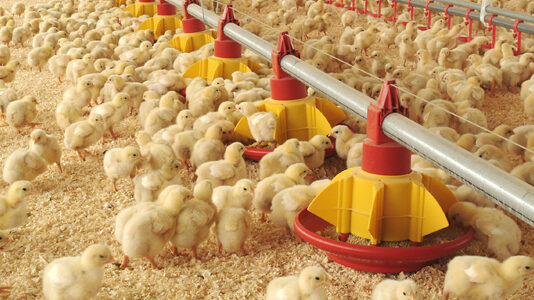 Las seis noticias agrarias de la semana – 14/08/2025