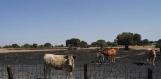Ayudas para alimento de ganaderías afectadas por los incendios forestales