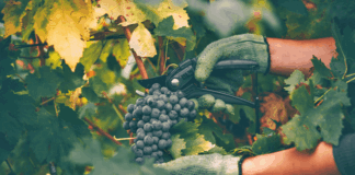 Las seis noticias agrarias de la semana – 31/10/2025