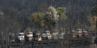 ASAJA de León se manifiesta satisfecha con las ayudas del Gobierno a agricultores y ganaderos afectados por los incendios forestales