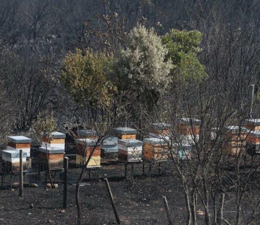 ASAJA de León se manifiesta satisfecha con las ayudas del Gobierno a agricultores y ganaderos afectados por los incendios forestales