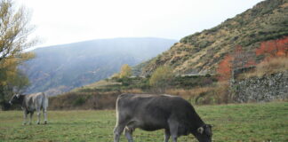 Las seis noticias agrarias de la semana – 20/03/2026