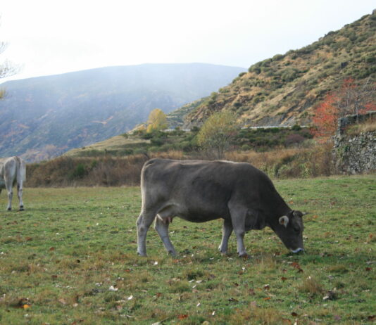 Las seis noticias agrarias de la semana – 20/03/2026