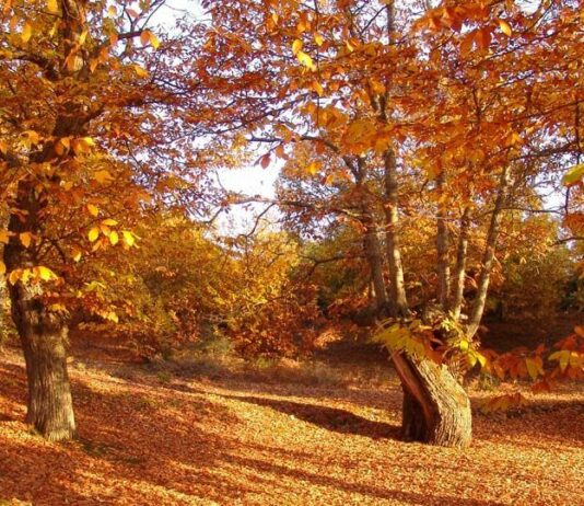 Las seis noticias agrarias de la semana – 13/03/2026