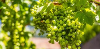 Las solicitudes para la vendimia en verde, en El Bierzo, alcanzan tan solo el uno por ciento de la superficie