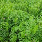 ESTADO AGRONÓMICO DE LOS CULTIVOS EN LA PROVINCIA DE LEÓN