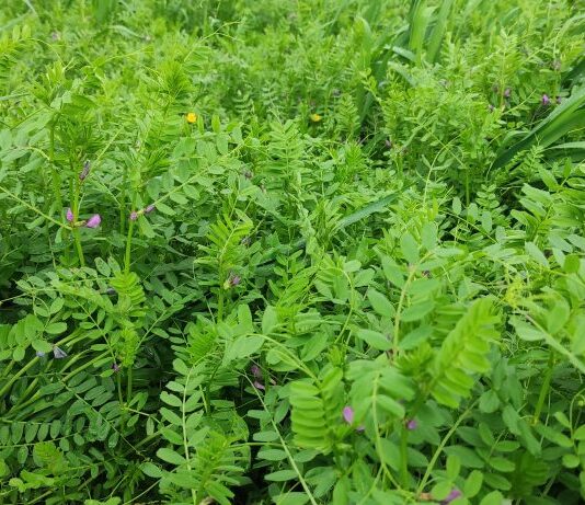 ESTADO AGRONÓMICO DE LOS CULTIVOS EN LA PROVINCIA DE LEÓN