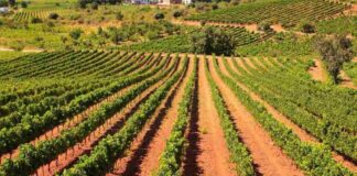Las seis noticias agrarias de la semana – 10/07/2026
