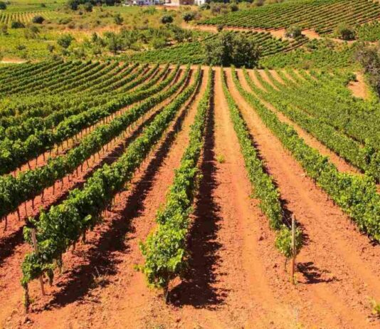 Las seis noticias agrarias de la semana – 10/07/2026