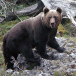 Daños del oso