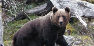 Daños del oso
