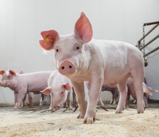 Las seis noticias agrarias de la semana – 14/08/2026