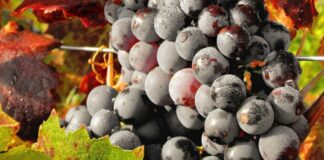Otra denominación de origen de Valladolid se interesa por las uvas autóctonas de León