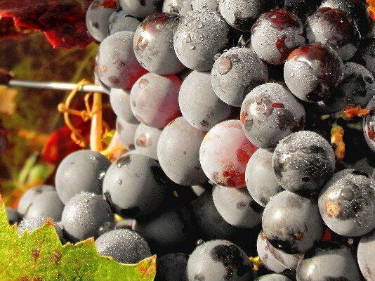 Otra denominación de origen de Valladolid se interesa por las uvas autóctonas de León
