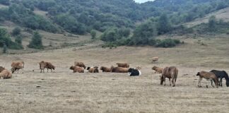 ASAJA desea que las lluvias den un respiro a la ganadería de montaña, que se ha quedado sin pastos por la sequía