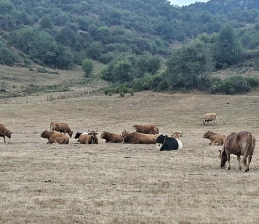 ASAJA desea que las lluvias den un respiro a la ganadería de montaña, que se ha quedado sin pastos por la sequía