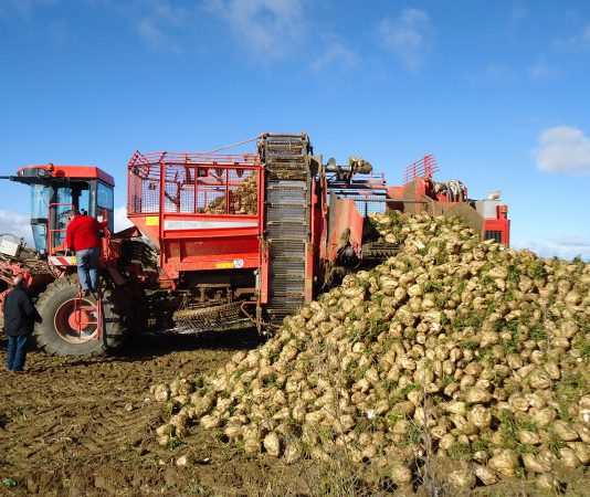 El FEGA publica el importe de la ayuda asociada a la remolacha
