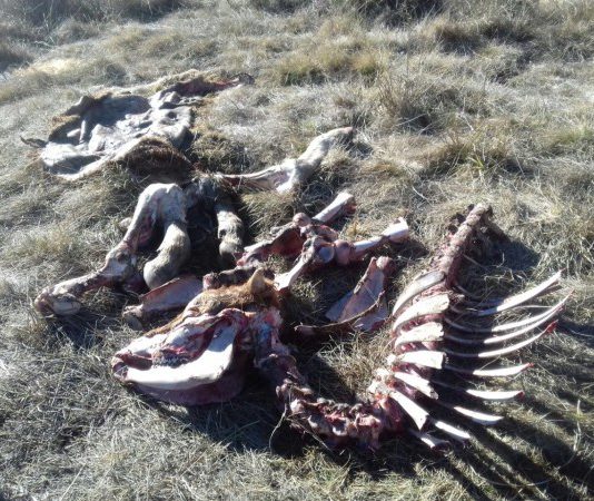 Asaja Palencia denuncia un nuevo ataque de lobos a la ganadería en el norte
