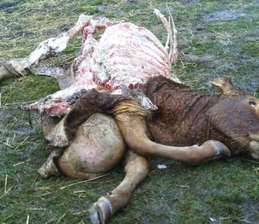 ASAJA PALENCIA DENUNCIA UN NUEVO ATAQUE DE LOBOS EN LA ZONA NORTE DE LA PROVINCIA