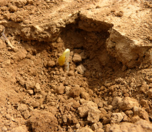 ASAJA PALENCIA RECOMIENDA DAR PARTE DE LOS DAÑOS DEL GIRASOL POR NO NASCENCIA