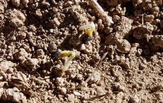 Asaja reclama cambios en los seguros para ampliar la protección por no nascencia de los cultivos