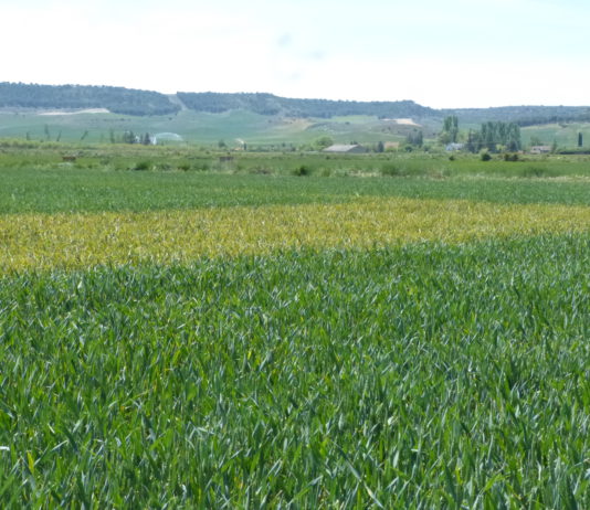LA FALTA DE AGUA Y LAS ENFERMEDADES HACEN TEMER A LOS AGRICULTORES POR LA COSECHA DE CEREAL