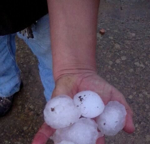 ASAJA PALENCIA ADVIERTE DE IMPORTANTES DAÑOS POR PEDRISCO EN GIRASOL, MAÍZ, ALFALFA Y REMOLACHA