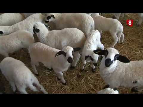 Campo Palentino 1 diciembre 2016