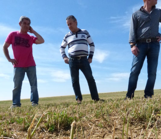 ASAJA PALENCIA DENUNCIA QUE ES INEVITABLE UNA NUEVA PLAGA DE TOPILLOS