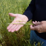 Conoce los periodos de suscripción para Palencia del nuevo plan de seguros agrarios 2024