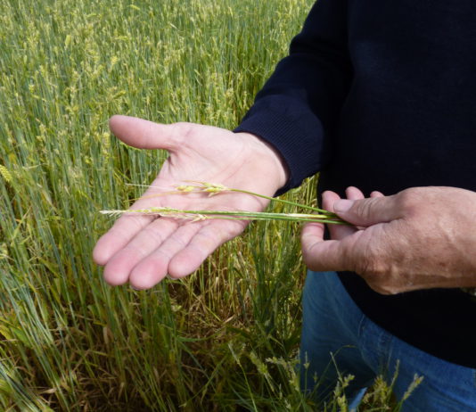 LOS DAÑOS POR PEDRISCO SUMAN 30.000 HECTÁREAS Y SUPERARÁN LOS 2,5 MILLONES EN INDEMNIZACIONES