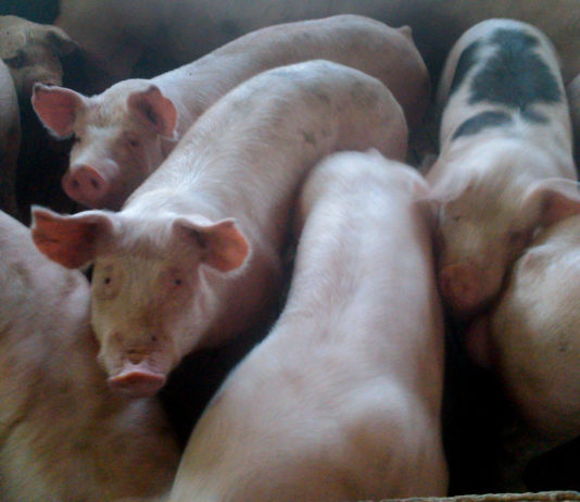 ASAJA denuncia la situación desesperada de los ganaderos en integración, especialmente de los jóvenes, amenazados por la quiebra Cerdos