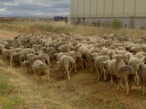 Rebaño ovejas