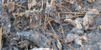 Los topillos también pueden ser portadores de hantavirus