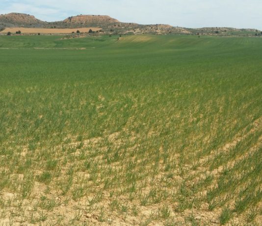 Publicadas las bases de las subvenciones regionales para el seguro agrario