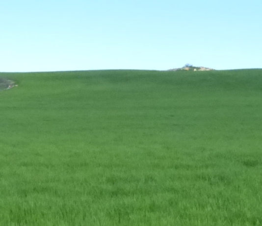 Descenso casi generalizado en las superficies dedicadas a cereal de invierno en Palencia con respecto a 2021-2022