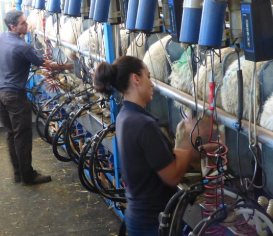 El ITACYL y el CITA estudian estrategias para reducir el riesgo de aflatoxinas en la leche de ovino