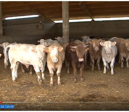 Campo Palentino 3 mayo 2018