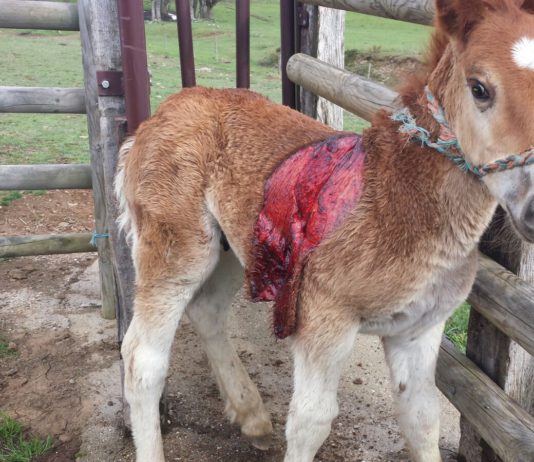 Asaja denuncia un nuevo ataque de lobos en una ganadería de la provincia