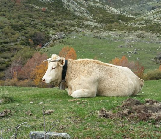 Buenos datos de Palencia en brucelosis bovina y ovina pero la tuberculosis bovina se resiste a disminuir
