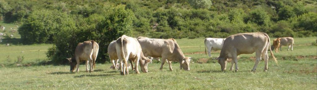 Vacas pastando en la montaña palentina. Foto Asaja