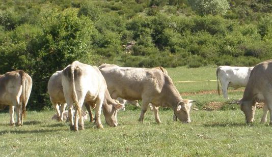 Asaja valora la voluntad política de actuar sobre las enfermedades de las especies cinegéticas para avanzar en la sanidad animal y la salud humana