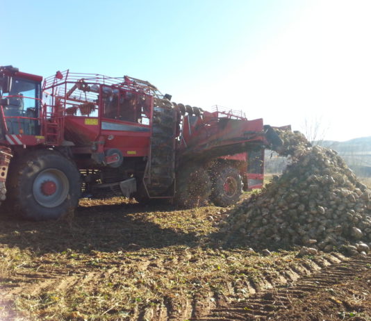 Devolución de las cotizaciones a la producción por las entregas de remolacha en la campaña 2000/2001