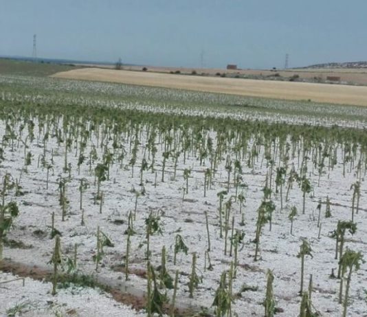 Asaja Palencia calcula que los daños por el pedrisco afectan ya a más de 60.000 hectáreas