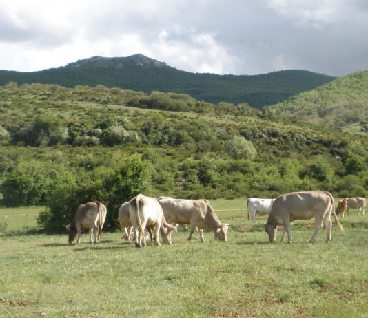 Publicado el importe definitivo de la ayuda asociada a la vaca nodriza