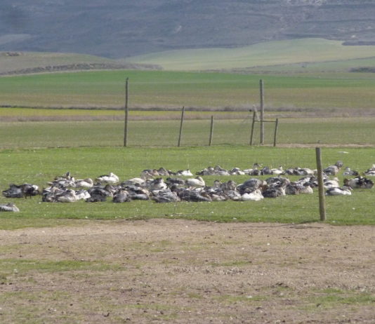 Presentación del proyecto medioambiental de Selectos de Castilla el jueves 19 de julio